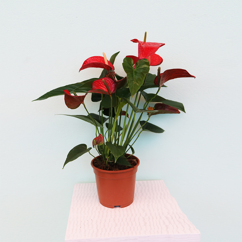 Antrium (Anthurium)